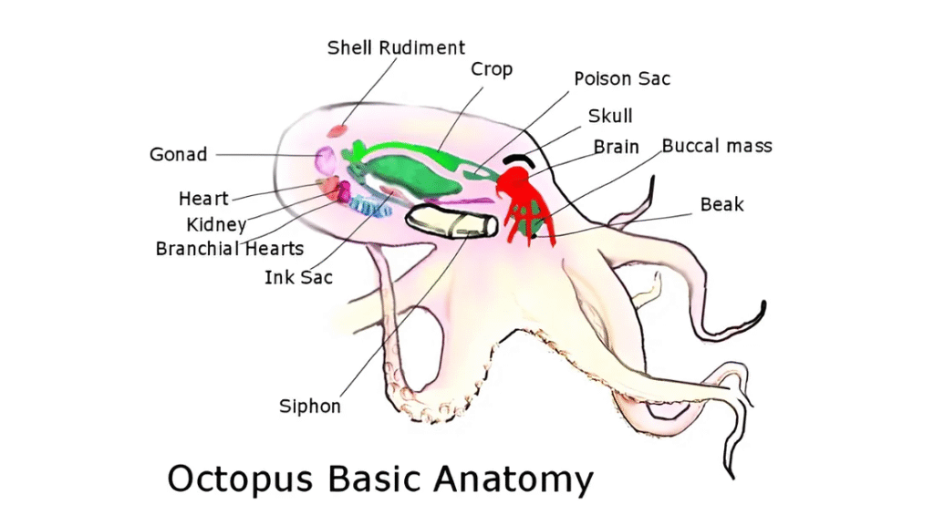 Labeled diagram showing octopus basic anatomy, including the brain, heart, ink sac, and siphon, illustrating a fascinating marine example from weird facts about the world.