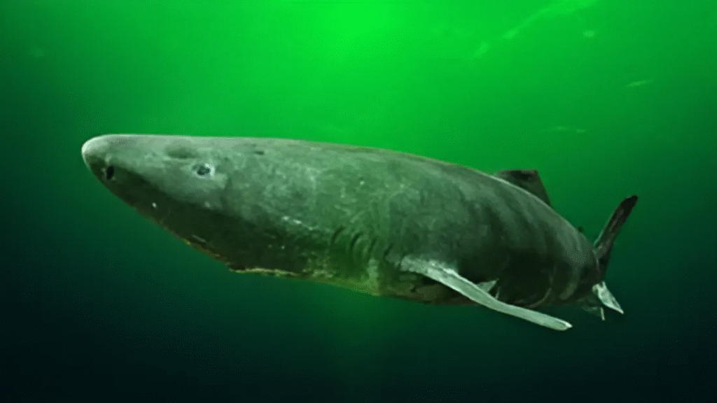 Greenland shark swimming in deep green ocean water, one of the longest-living creatures featured in weird facts about the world