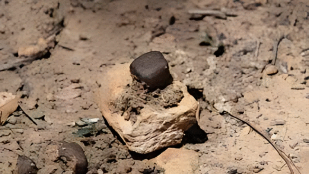 Cube-shaped wombat poop resting on dirt and a rock, illustrating the strange animal behavior featured in weird facts about the world.